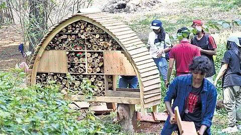 Lalbagh inaugurates insect cafes to 
promote conservation