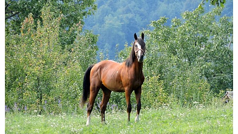 Glanders is a contagious and fatal disease that infects horses, donkeys and mules and is caused by the bacterium Burkholderia mallei. 