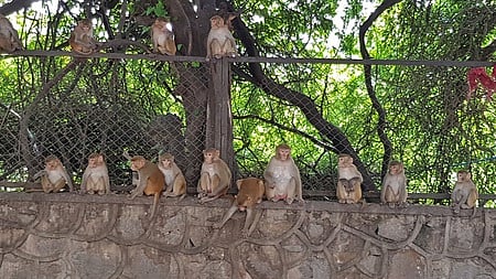 Uttara Kannada sees 108 monkey fever cases 