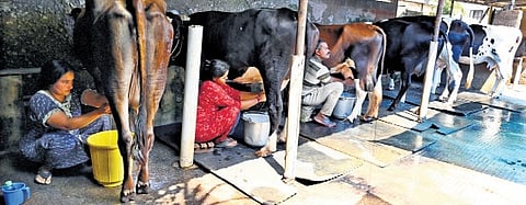 S Sheeba works in her farm with husband K S Manoj Kumar and daughter Vishnupriya