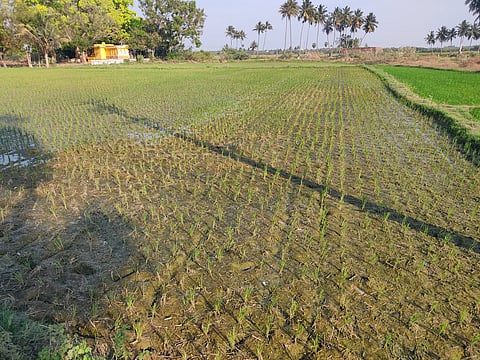 Several areas in Ranipet, including Nemili, Reddywaram, Kaveripakkam, Ullinallur, and Siruvalayam, have reportedly been experiencing persistent power outages.