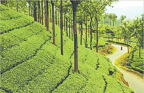 File photo of Nilgiris 