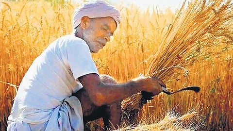 Advisory issued to wheat farmers to protect crop from heatwave conditions