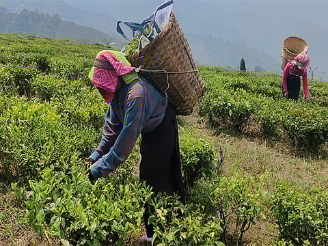 Flash floods, landslides devastate over 30 Darjeeling tea gardens; Rs 50 crore loss feared: Planters