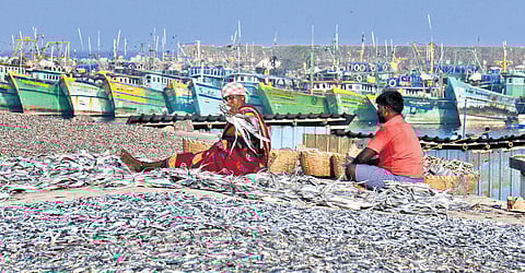 The union government had allotted Rs 98 crore for the modernisation of the Kasimedu fishing harbour last year, but the work is yet to start.