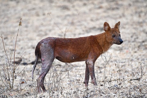 D Venkatesh, field Director of MTR told TNIE that they believe that the infection will cure on its own. 