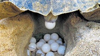Female turtle laying eggs.