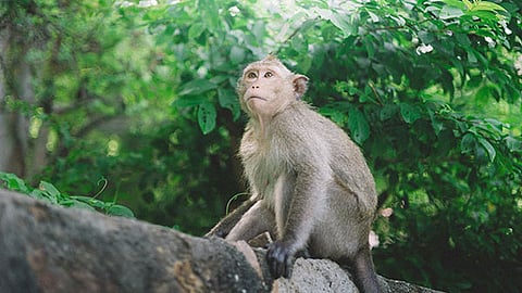 Representative image of monkey.