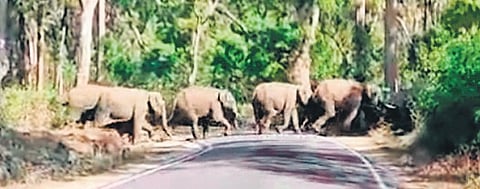 A herd of elephants cross the Somwarpet-Sakleshpur Road