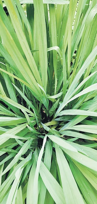 In essence, lemongrass is not only a flavourful herb but also a nutritional powerhouse that can support your overall well-being.