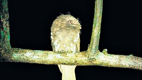 Ceylon frogmouth spotted in Joida, Uttara Kannada district