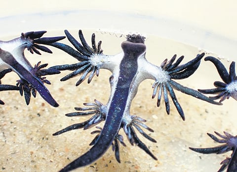 The blue sea dragons 