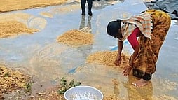 In parts of Mancherial and Kumurambheem Asifabad districts, standing crops were damaged.