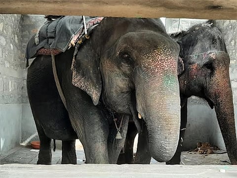 Kerala HC urges stricter regulations to protect captive elephants