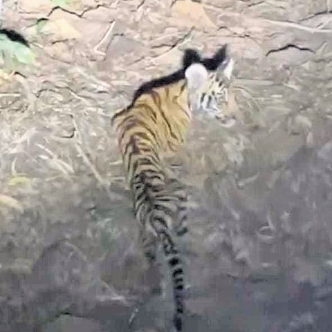 The tiger cub that was rescued at Pradhani village recently  