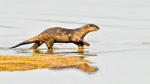 A picture of a smooth-coated otter 