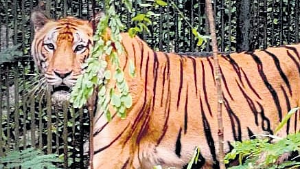 Tiger Manu 