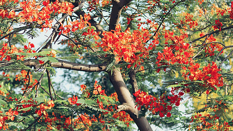 Gulmohars in full bloom, 
reminiscent of old summer tales 