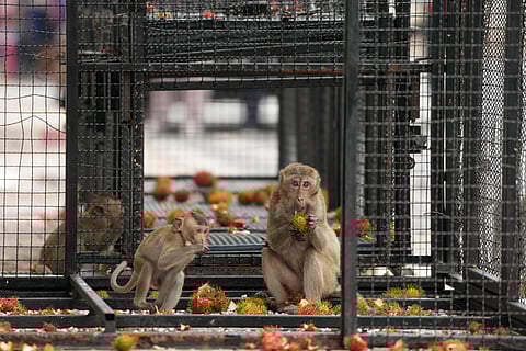Monkeys eat rambutan in a cage which was set to trap monkeys in Lopburi Province, north of Bangkok, Thailand (Photo | AP)