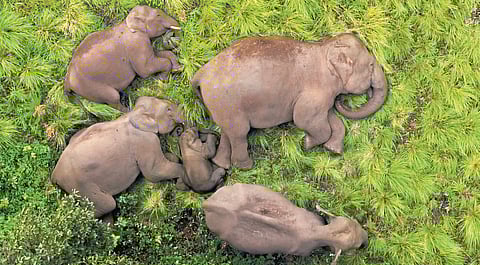 The photo of an elephant family resting in the deep jungles of Valparai went viral on social media 