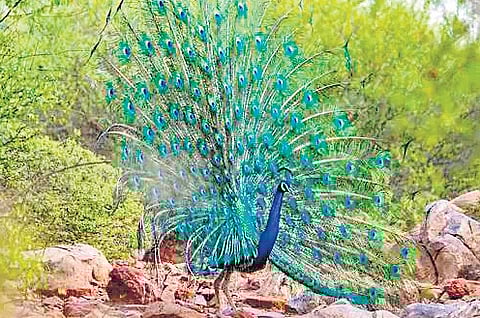 In 2009, the top court had imposed a blanket ban on the mining of major and minor minerals in the eco-sensitive Aravalli hills. 