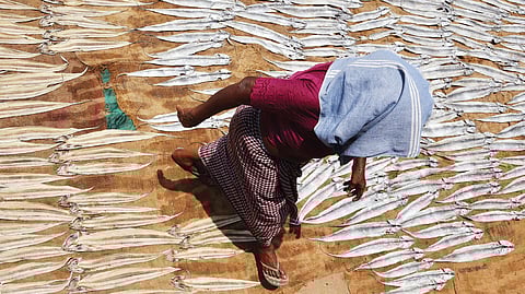 Senobi, 80, rushes to a shade to escape from the scorching sun after spreading fish for drying at Nedumthoppu near Chirayinkeezhu in Thiruvananthapuram 