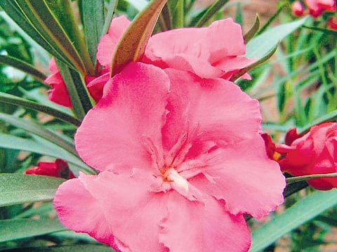 Image used for representational purpose only.