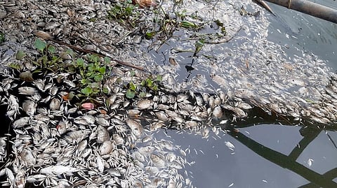 Kochi’s Edayar witnesses massive fish kill following river pollution due to chemical discharge from industries nearby.