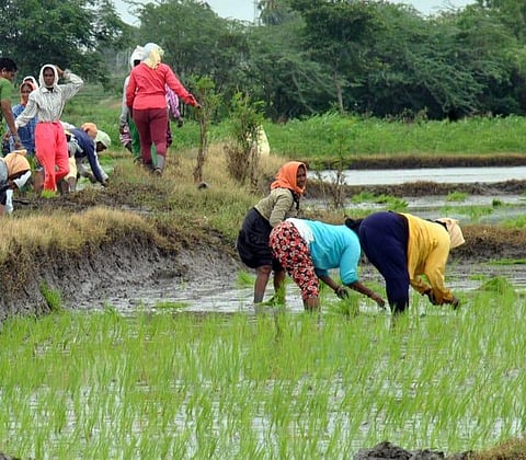 Pre-sowing price forecasts aid farmers in production-related decision-making, pre-harvest price forecasts aid farmers in marketing-related decision-making.