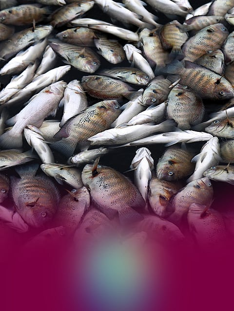 Dead fish seen floating in Periyar river, protesting farmers throw rotting fish at Kerala PCB compound