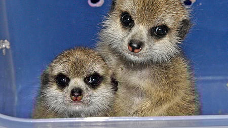 Image of exotic wild animals used for representational purpose only.