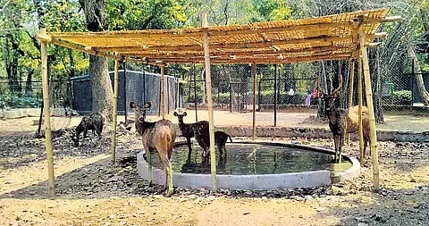 A water hole created inside a deer enclosure