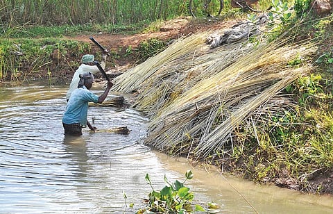 Jute farmers harvesting their crops in Kendrapara district