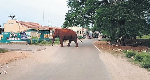 The tusker Baahubali roaming around in Mettupalayam