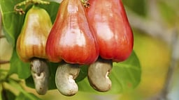 The cooperative has earmarked four acres of land in Kankirakolli for the distillery.