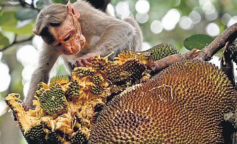 A monkey seen eating jackfruit