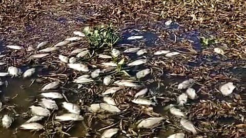 Thousands of fish were found dead in Krishnagiri Reservoir Project dam due to oxygen depletion on Sunday. 