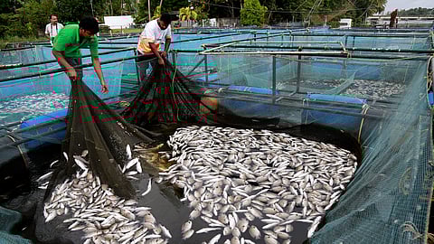 Kochi’s Edayar witnessed massive fish deaths following river pollution due to chemical discharge from industries nearby