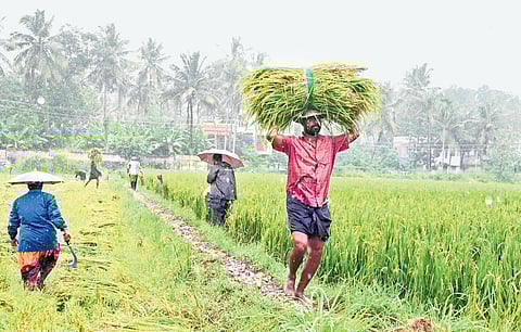 Kerala receives an annual rainfall of 3,000mm from the southwest monsoon and the retreating northeast monsoon. 