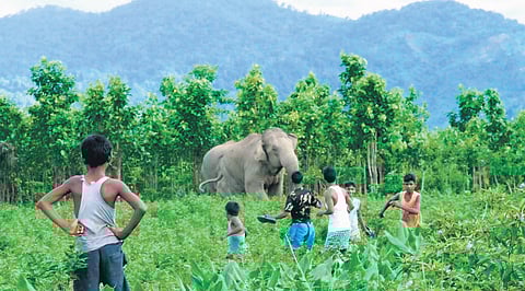 68 killed in human-wildlife conflicts this year: Minister Ganesh Singhkhuntia