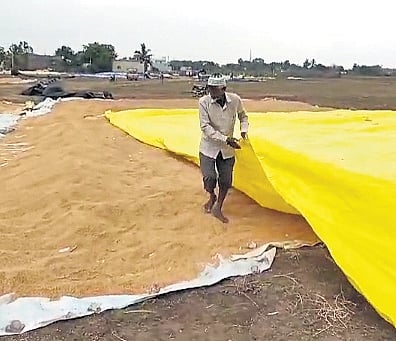 A farmer covers paddy before heavy rains lash the state in Telangana on Tuesday