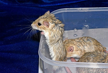 Until now, Indian nationals -- mostly from Tamil Nadu -- were commonly used as mules to bring in protected species such as primates, reptiles and exotic birds. 