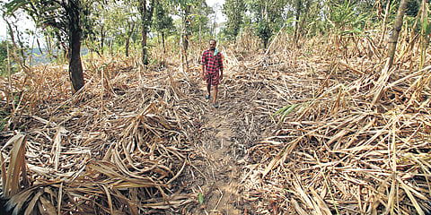 Kerala suffers Rs 260-crore loss as drought destroys crops