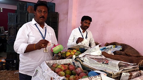 Vellore food safe officer and corporation officials together conducted a raid at the Mangamandi, Vellore on Thursday and seized around 1 ton mangoes for using chemicals to make it ripen