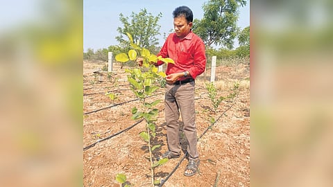 Botany Professor A Madhusudhan Reddy observes the growth of red sanders plants on YVU campus