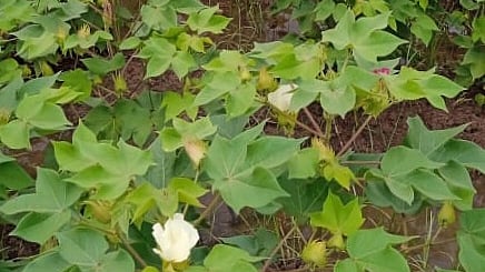 Cotton has been cultivated on 1,060 hectares across Karaikal