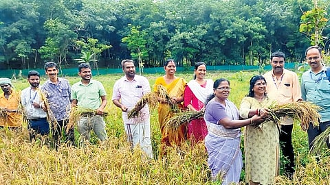 Mohanan Pillai and Radhamani along with the officials of Krishi Bhavan during the harvest in their paddy field at Perunad in Pathanamthitta 