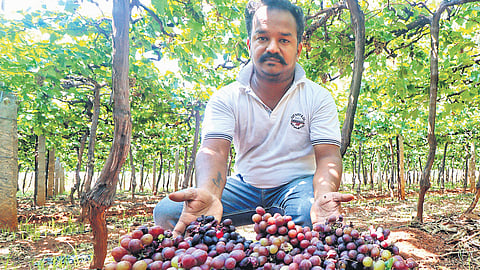Farmers of both panneer thiratchai and seedless grapes are in distress as heavy loss is expected this year due to poor yield.