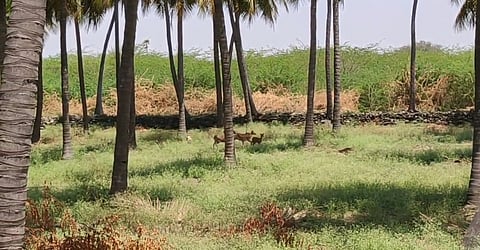 A herd of deers running to a pond at Puthupalayam village at Avinashi in Tiruppur district