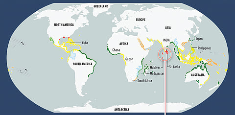 South India’s mangrove ecosystems under risk of collapse, warns study
